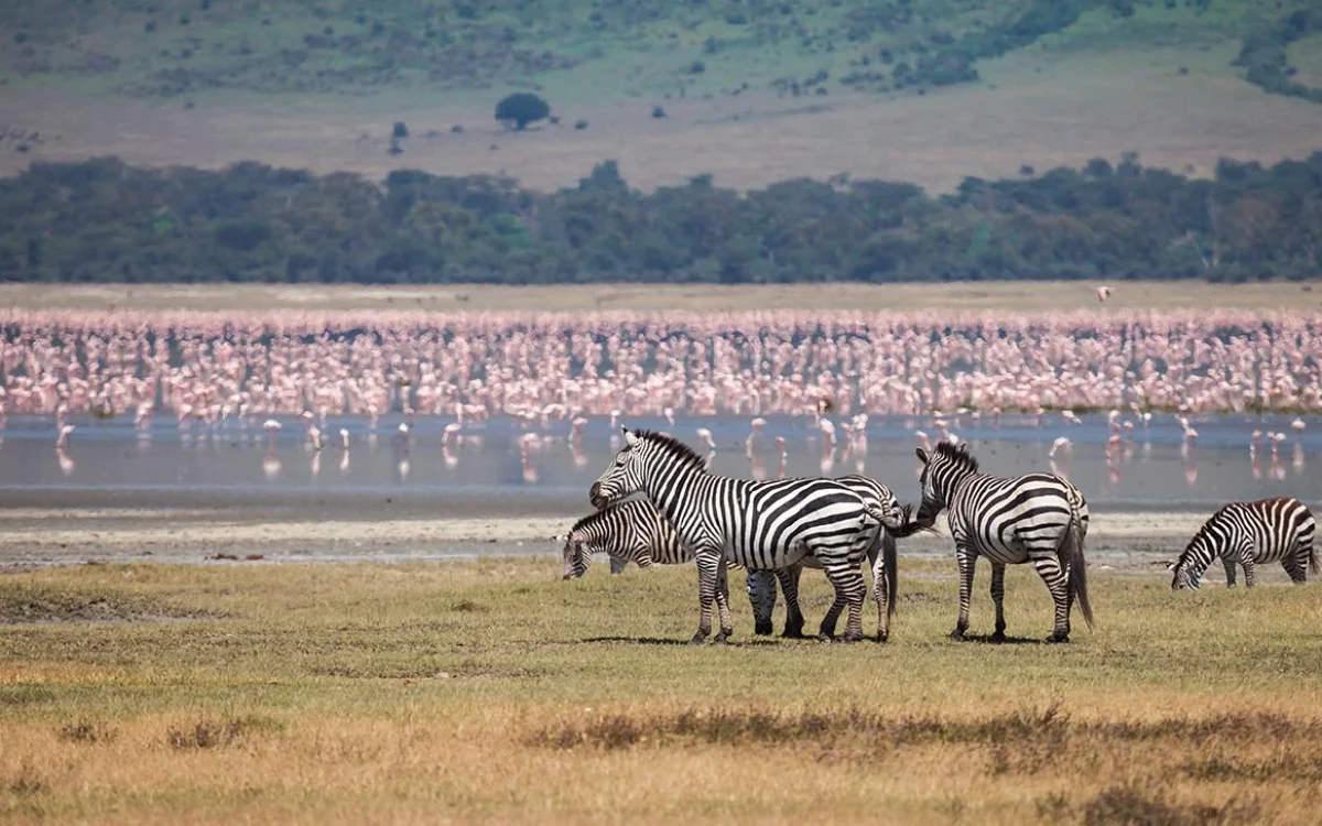 ngorongoro